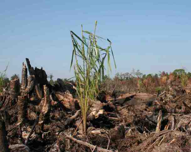 oil-palm-seedling-in-burned-peat-forest-wetland-international.jpg